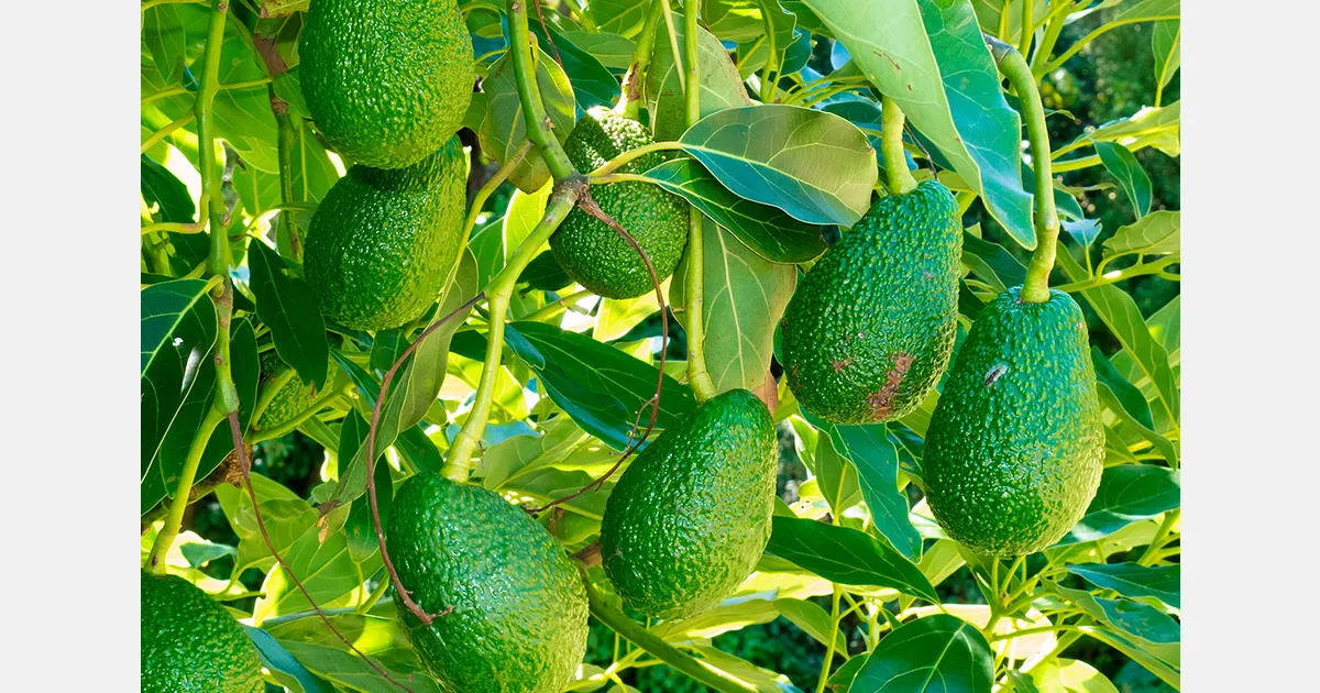 Прямые поставки авокадо: модель The Avo Tree без холодовой цепи и её применение в РФ/СНГ