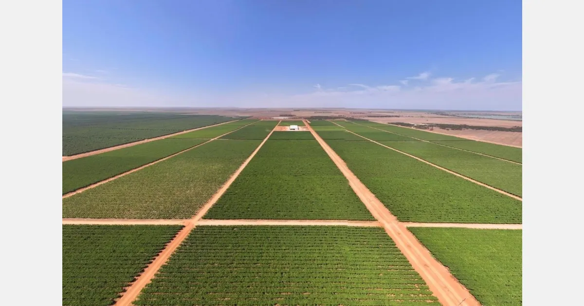 Крупнейшее хозяйство столового винограда Австралии Talia Farms выставлено на продажу