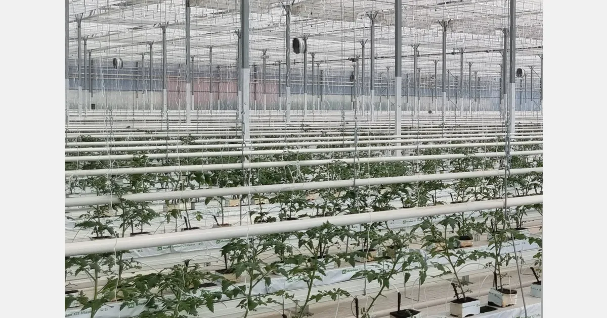 Круглый стол Europrogress на Macfrut 2026: вызовы итальянского тепличного овощеводства