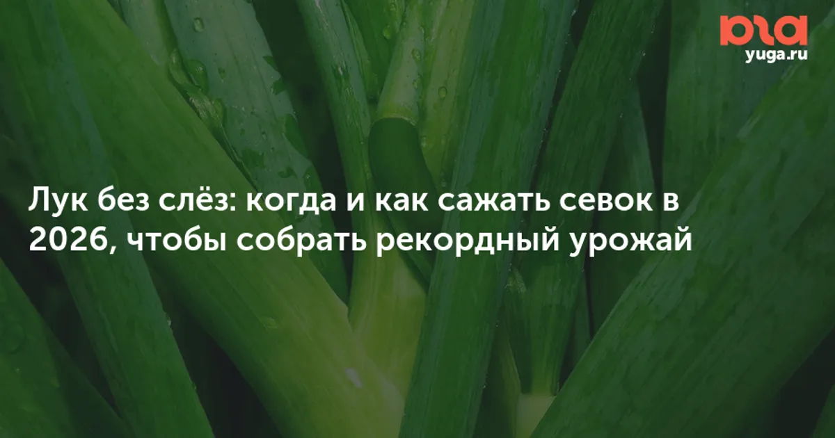 Посадка лука-севка в 2026: сроки и подготовка для рекордного урожая