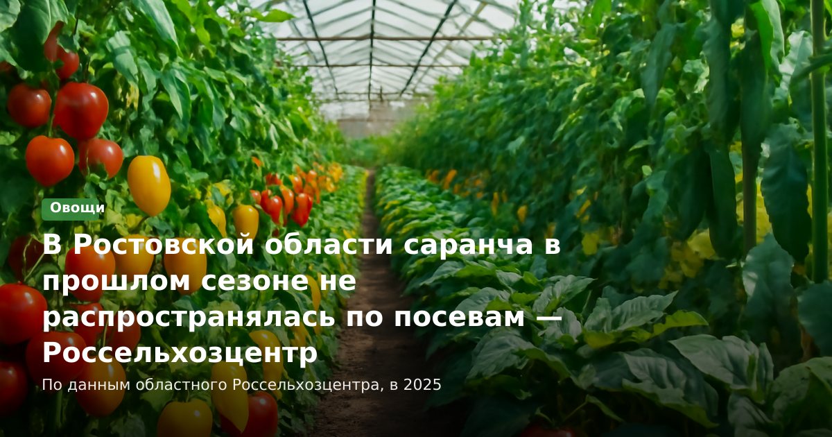 В Ростовской области саранча в прошлом сезоне не распространялась по посевам — Россельхозцентр