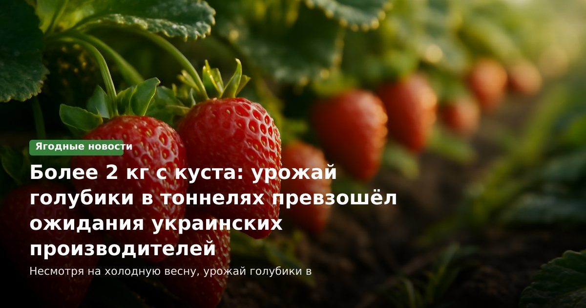 Более 2 кг с куста: урожай голубики в тоннелях превзошёл ожидания украинских производителей