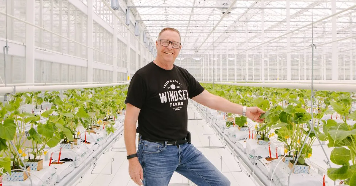 Windset Farms начинает посадку в новой теплице 38 акров (≈15,4 га) в Британской Колумбии