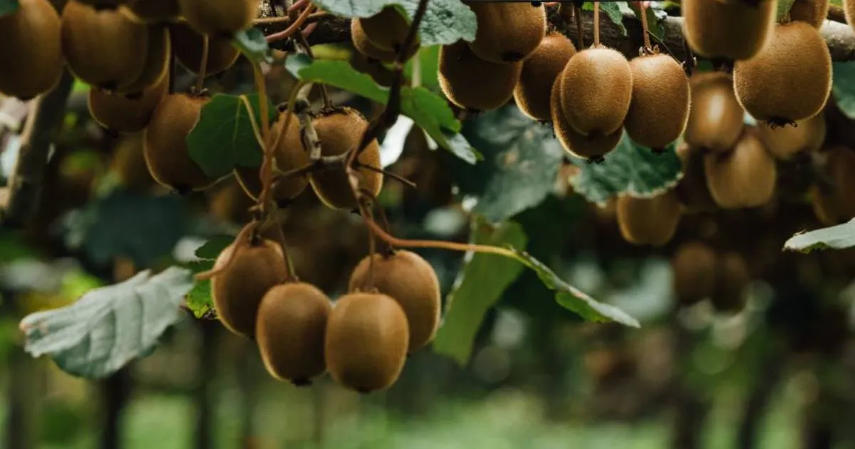Новозеландская Zespri подала иск к правительству США о возврате $23,5 млн пошлин